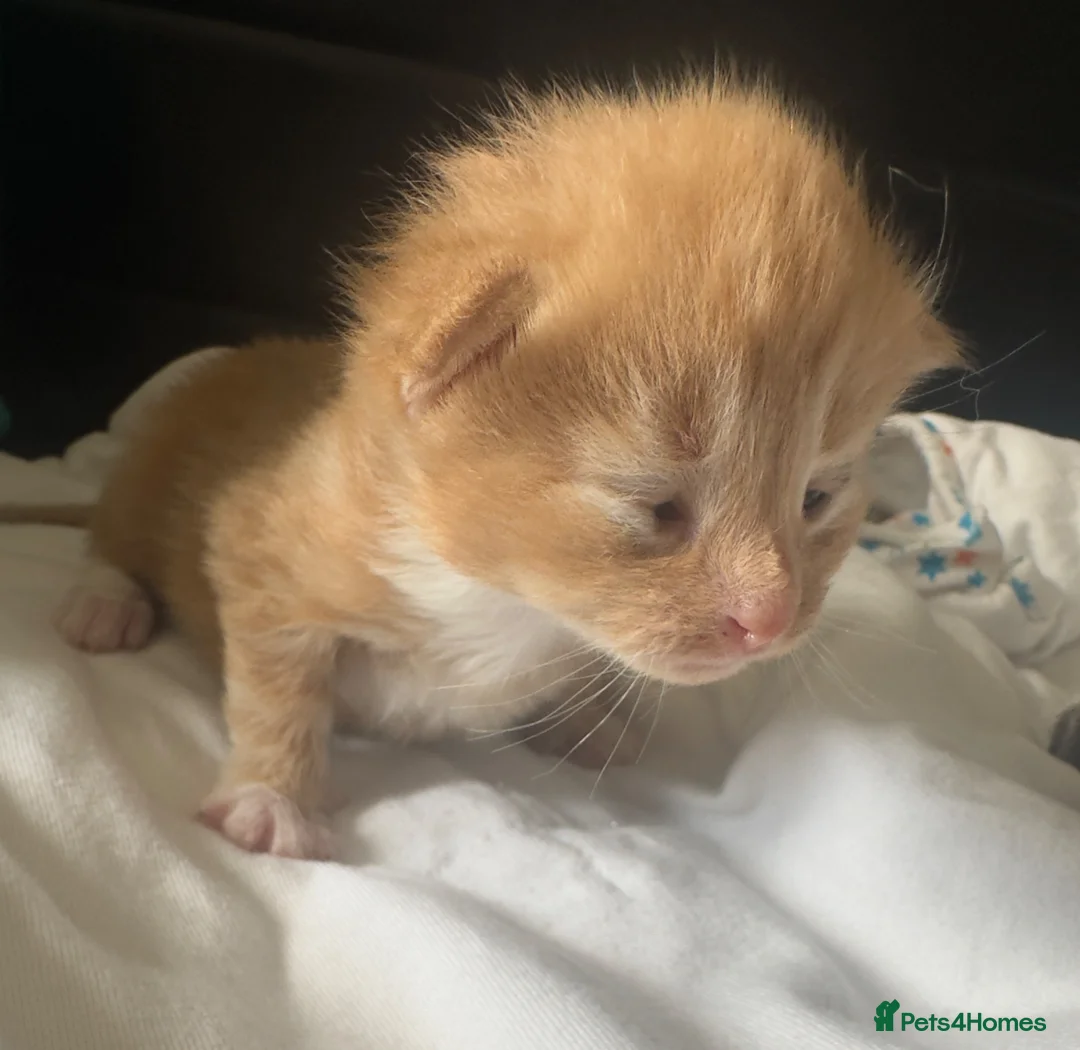 Mixed Breed cats for sale: Kittens ready 7th September  - Advert 2
