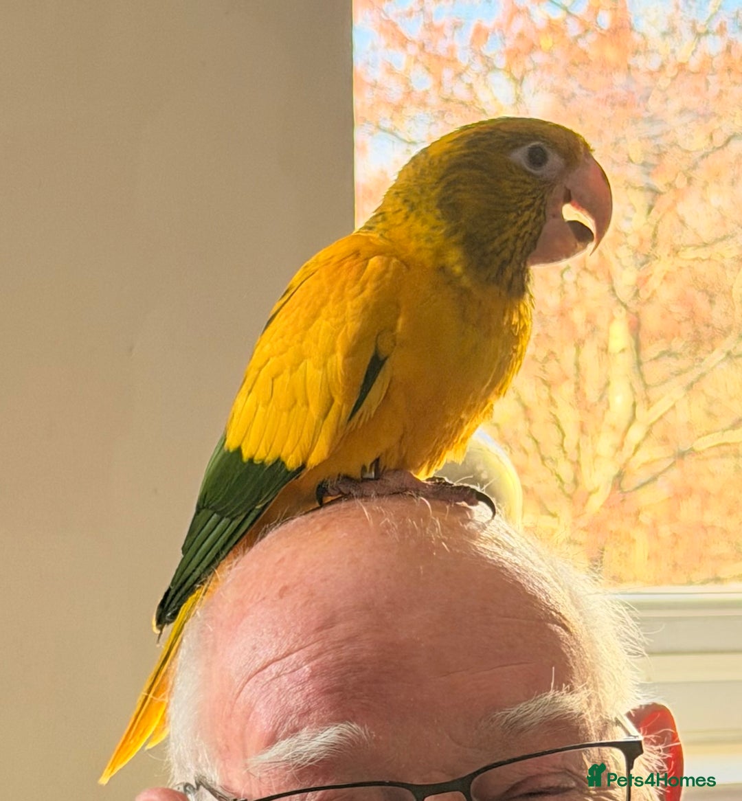 Conures birds for sale: Queen of Bavaria conure (golden conure) - Advert 1