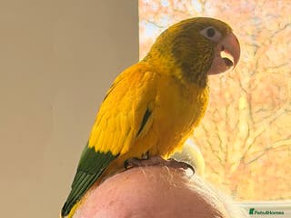 Conures birds Queen of Bavaria conure (golden conure) - Advert 1