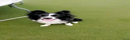 Border Collie dogs for sale: Looking for a forever home - Advert 6