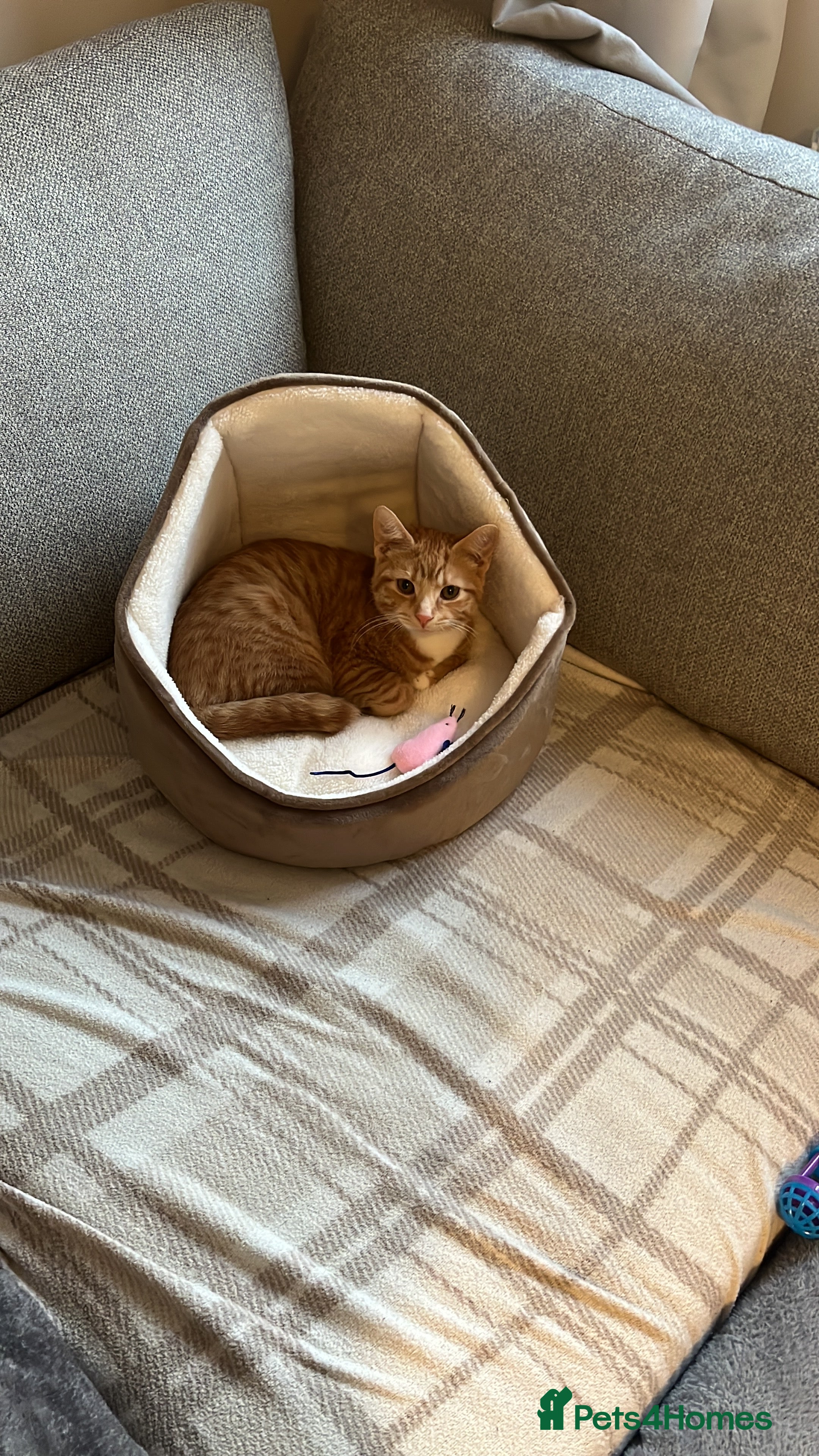 Mixed Breed cats Orange cat 10 weeks old in Bury Saint Edmunds - Advert 1