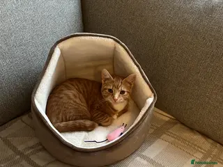 Mixed Breed cats Orange cat 10 weeks old in Bury Saint Edmunds - Advert 1