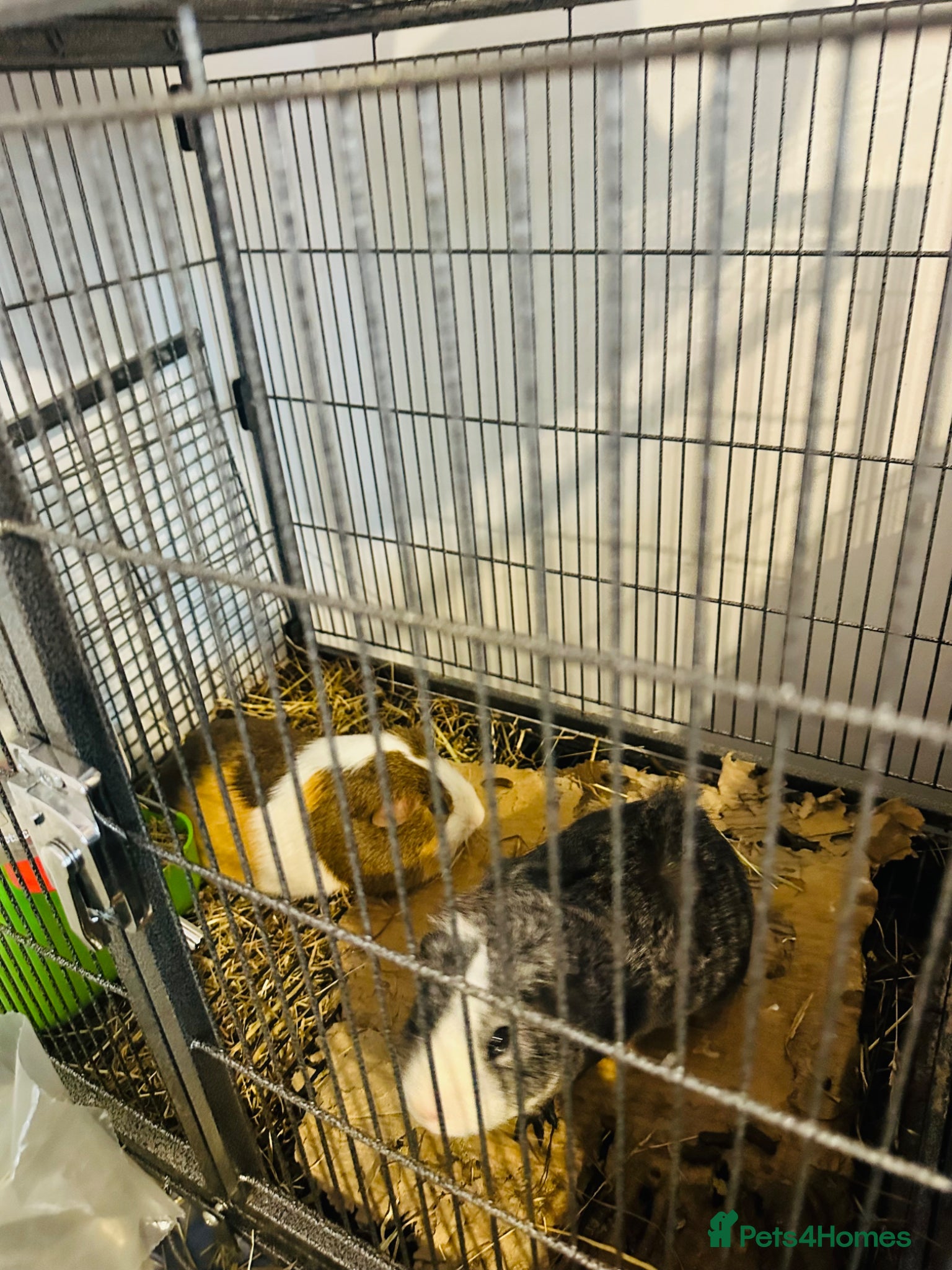 Guinea Pig rodents Bonded Pair of Male Guinea Pigs - Colchester - Advert 5