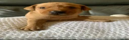 Labrador Retriever dogs for sale: WORKING KC REG FOX RED LABRADOR PUPPIES FOR SALE  - Advert 4