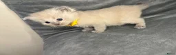 Ragdoll cats for sale: Beautiful mink ragdoll kittens  - Advert 9