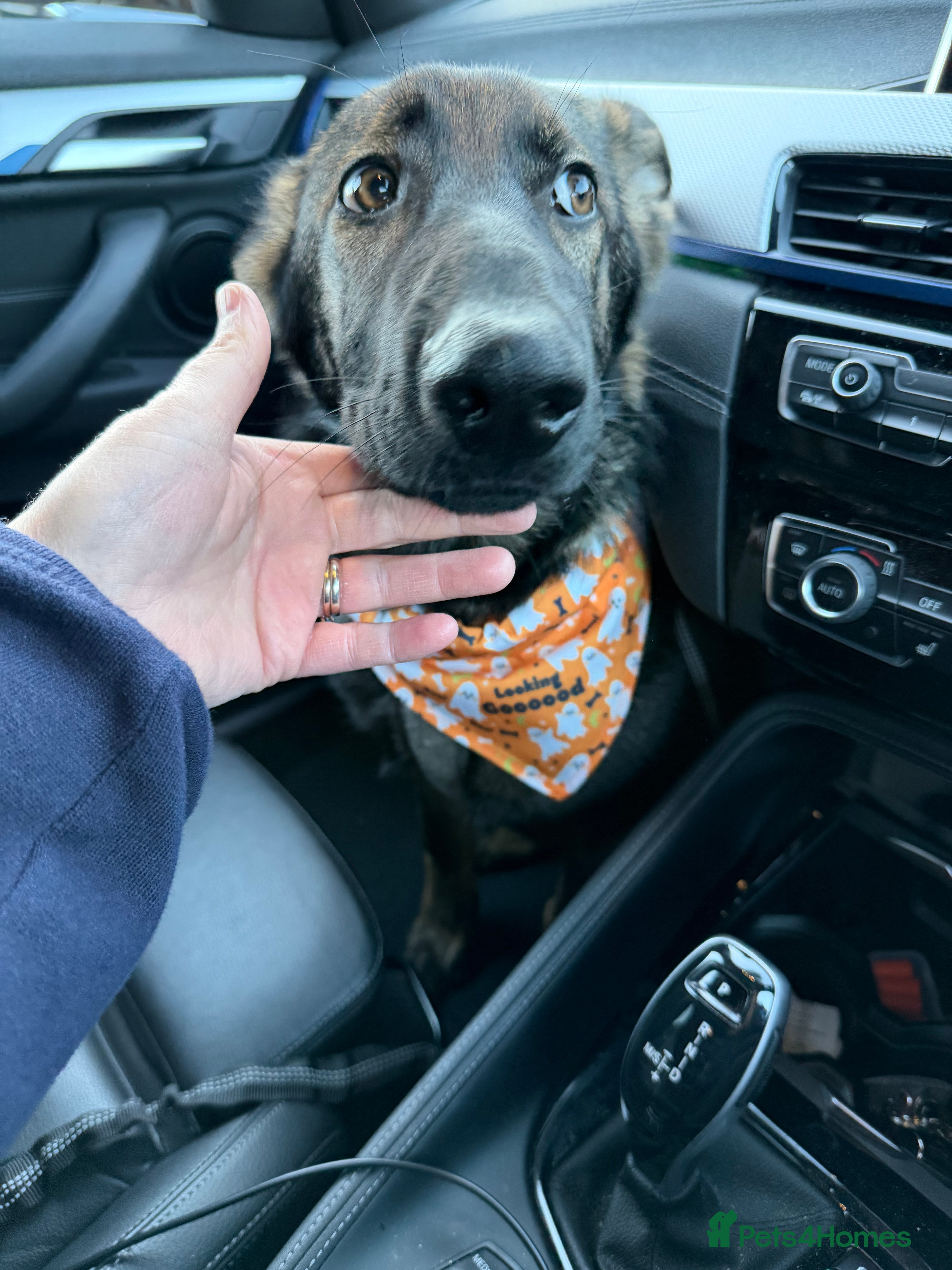 German Shepherd dogs Beautiful female German Shepherd 8 months old  - Advert 3