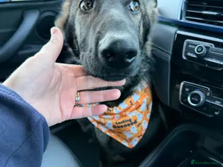 German Shepherd dogs Beautiful female German Shepherd 8 months old - Advert 3