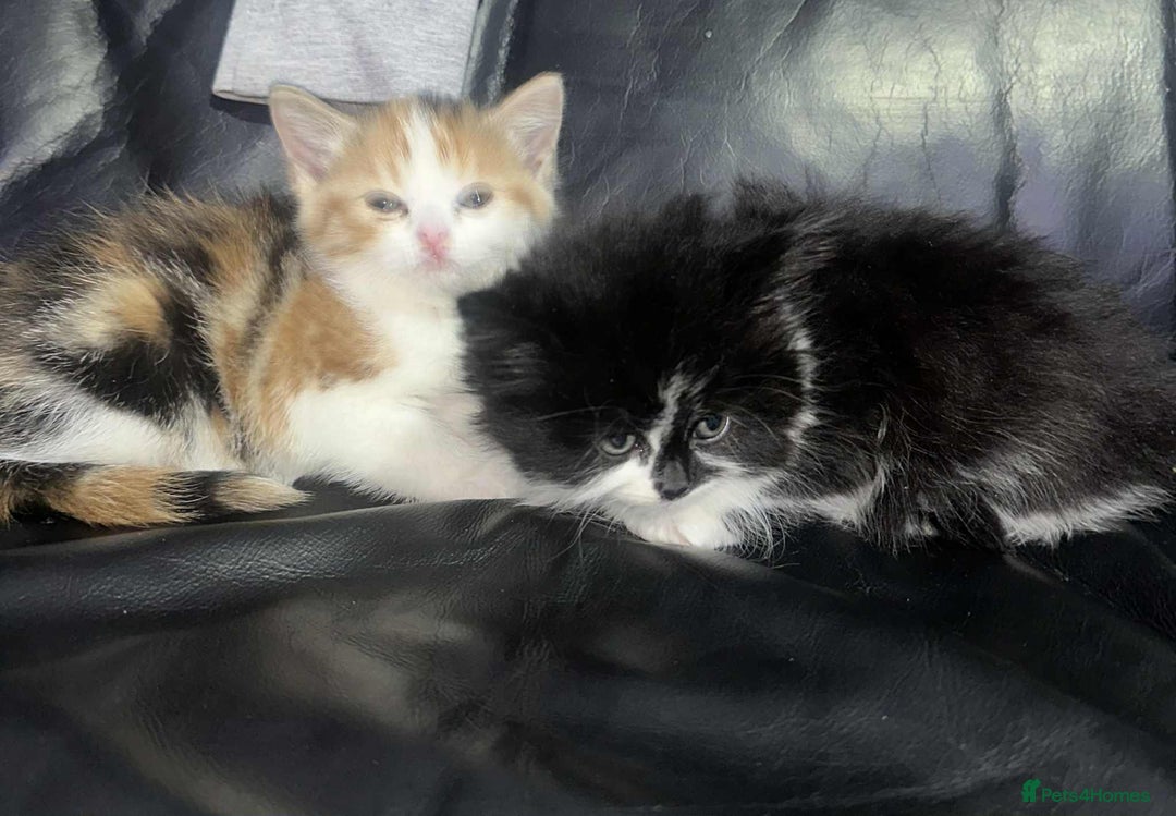 Mixed Breed cats for sale: 3 beautiful female kittens - Advert 2
