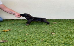 Staffordshire Bull Terrier dogs for sale: Gorgeous black brindle Staffy pups KC - Image 8