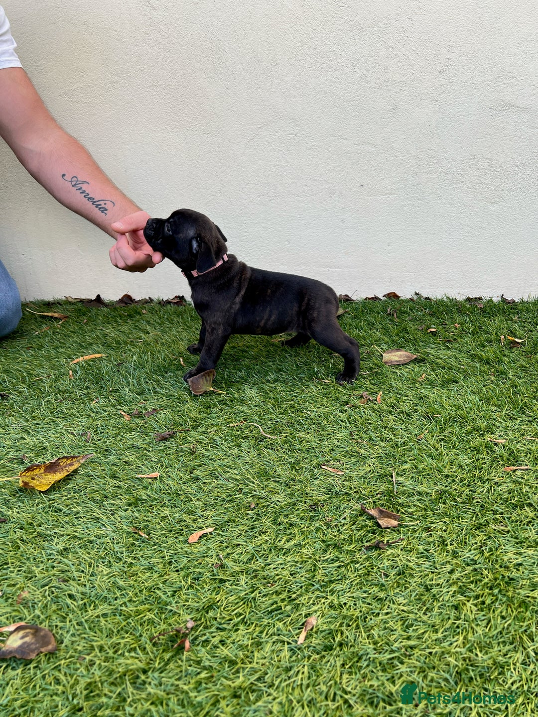 Staffordshire Bull Terrier dogs for sale: Gorgeous black brindle Staffy pups KC - Image 8