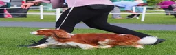 Cavalier King Charles Spaniel dogs for stud: KC Registered Health Tested Blenheim CKCS Stud - Advert 2