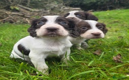 Cocker Spaniel dogs for sale: WORKING COCKER SPANIELS ..DNA CLEAR - Image 11