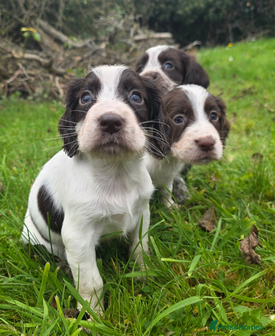 Cocker Spaniel dogs for sale: WORKING COCKER SPANIELS ..DNA CLEAR - Image 11