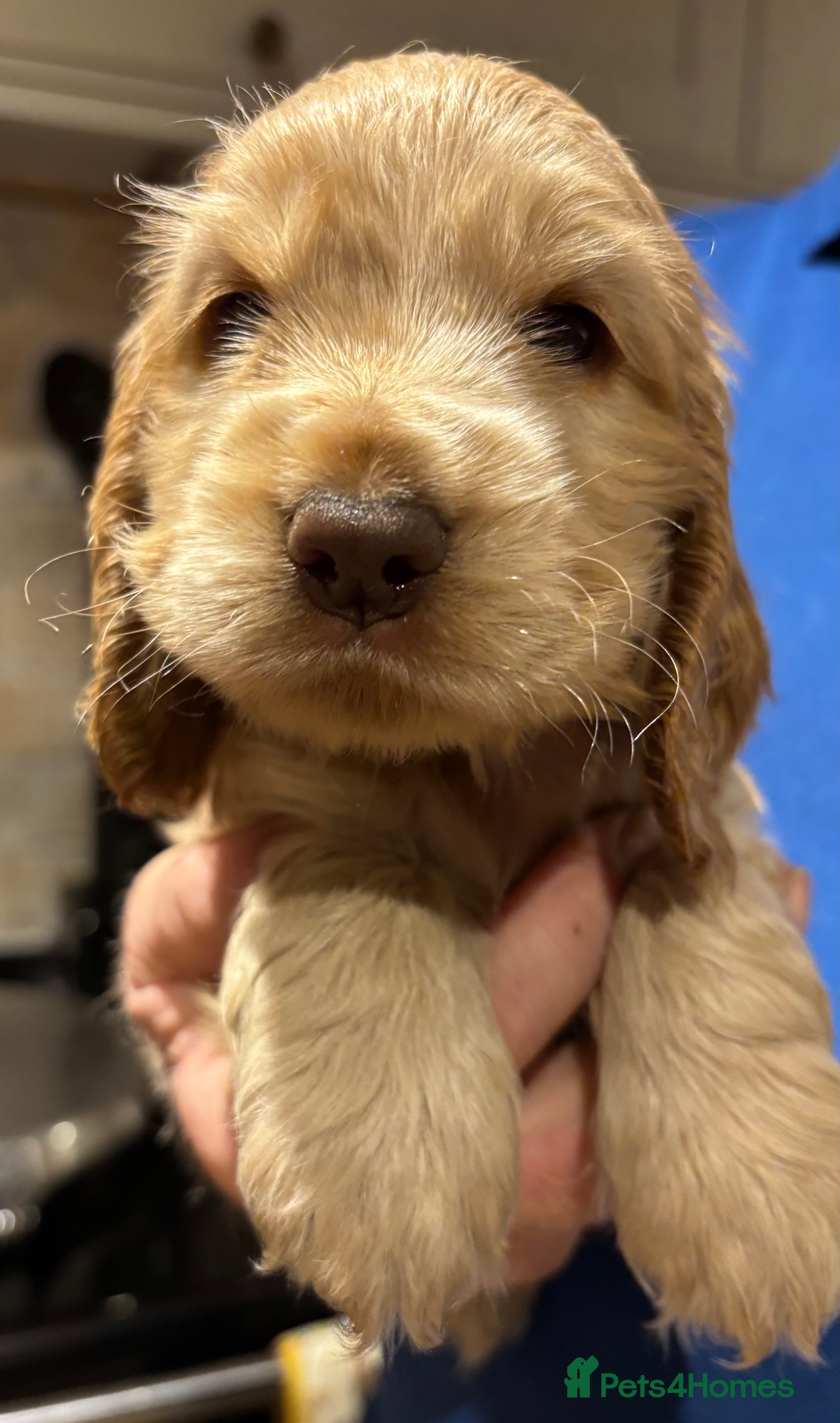 Cocker Spaniel dogs Stunning Litter of Show Cocker Spaniel Puppies - Advert 18
