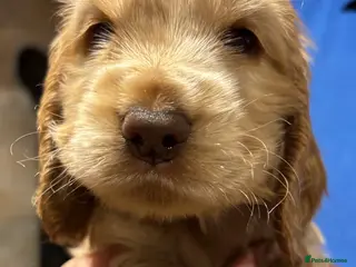 Cocker Spaniel dogs Stunning Litter of Show Cocker Spaniel Puppies - Advert 18