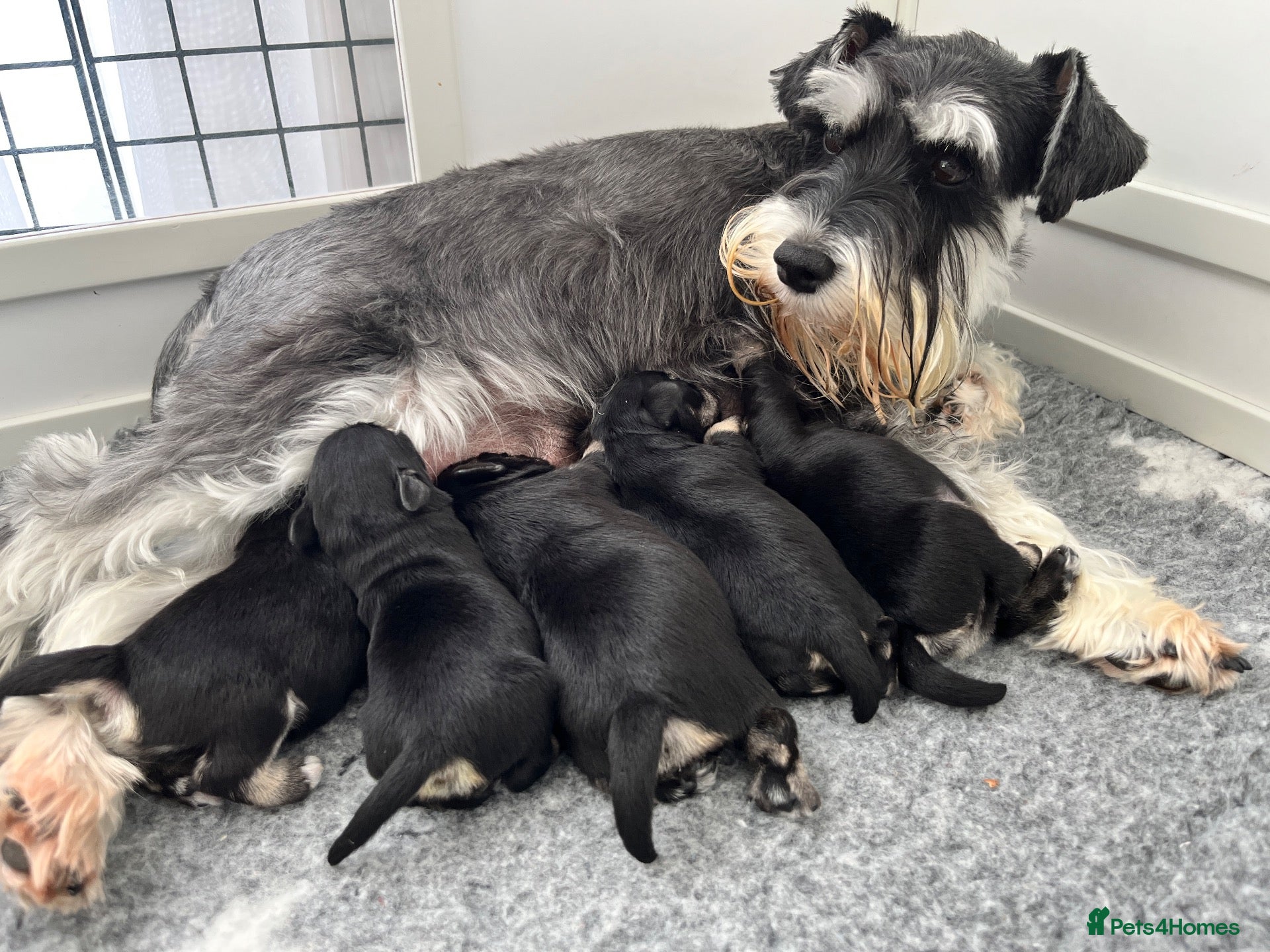 Miniature Schnauzer dogs for sale: Stunning KC mini schnauzer pups for sale - Advert 13