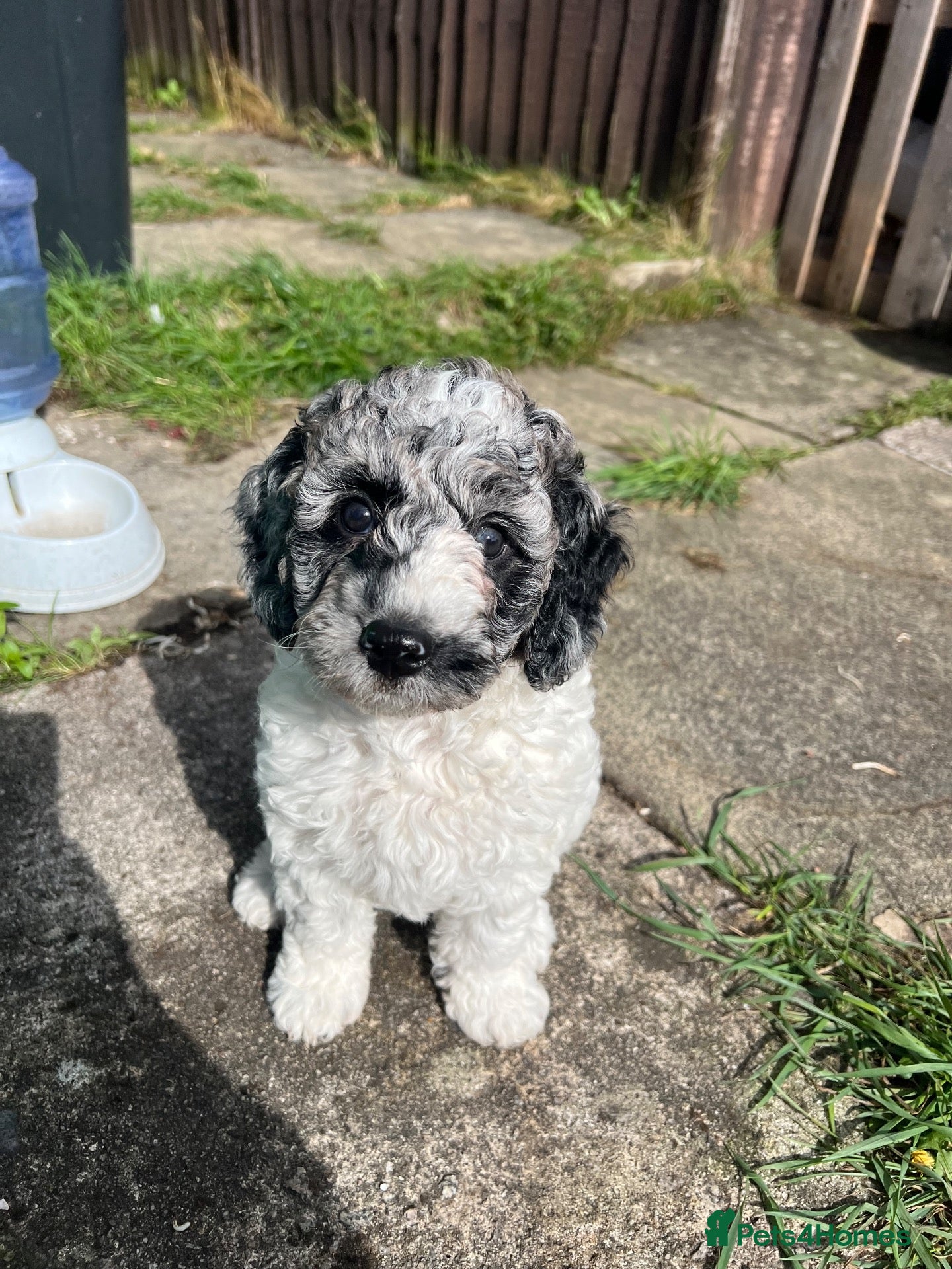 Cockapoo dogs Ready to go Cockapoos puppies 🐾🐾 - Advert 5