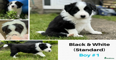 Border Collie dogs - Advert 3