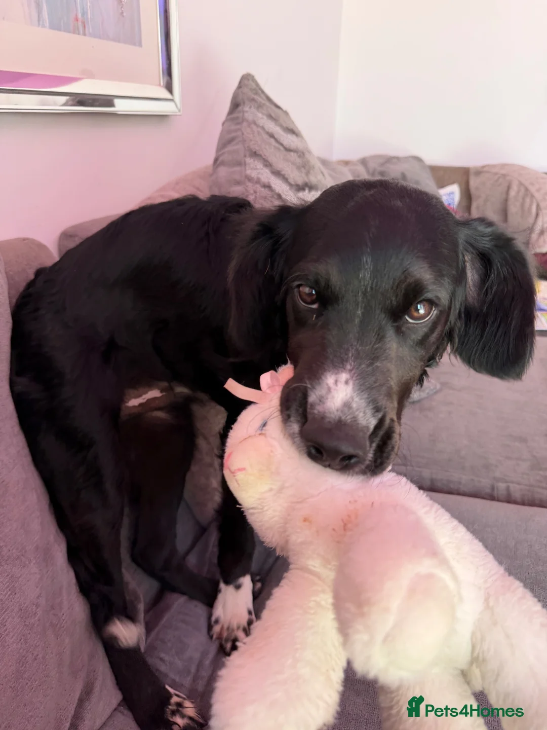 Mixed Breed dogs for sale: Male pup for reluctant sale. in Exmouth - Advert 2