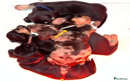 Miniature Dachshund dogs for sale: Miniature Dachshunds looking for perfect Home - Image 10