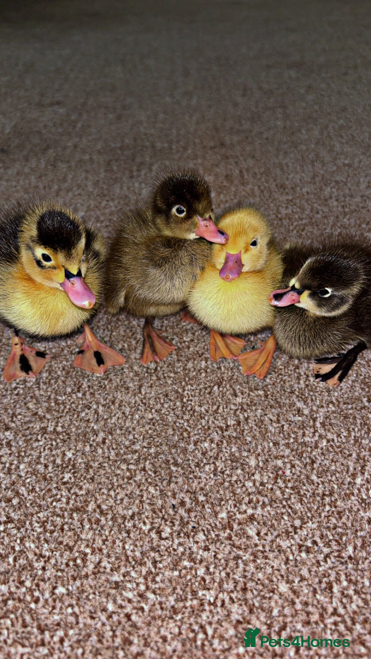 Ducks poultry Indian runner chicks for sale  in Alcester - Advert 2