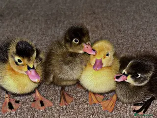 Ducks poultry Indian runner chicks for sale in Alcester - Advert 2