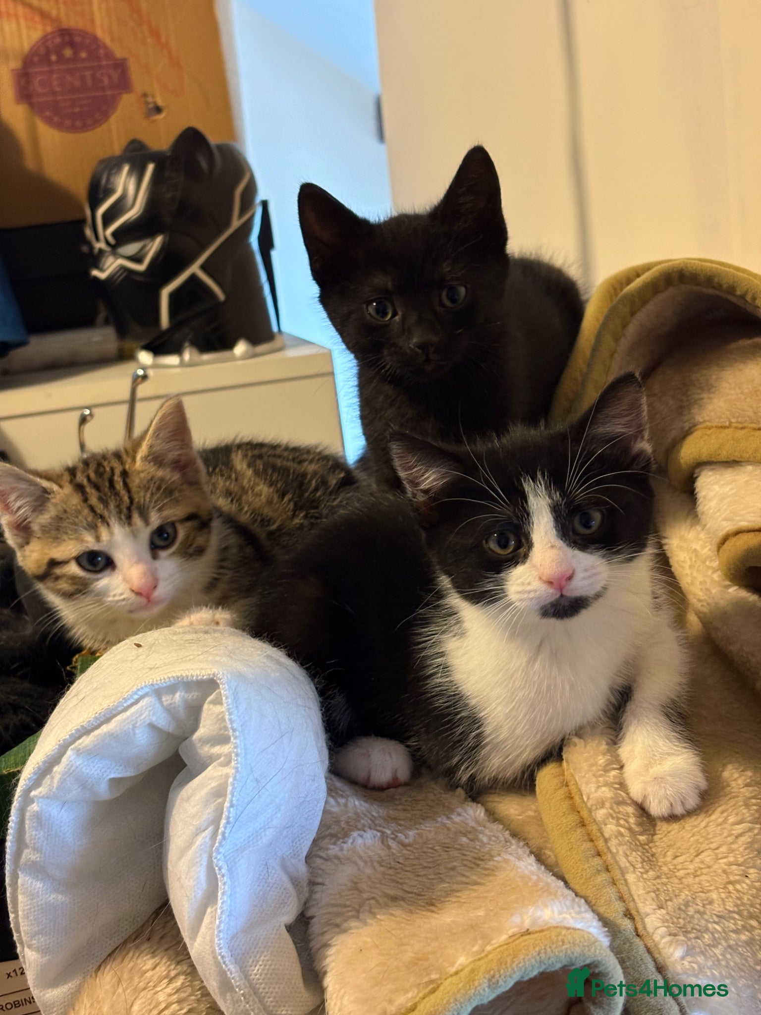Mixed Breed cats 3 adorable fluffy kittens Ready now  - Advert 11
