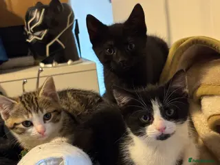 Mixed Breed cats 3 adorable fluffy kittens Ready now - Advert 2