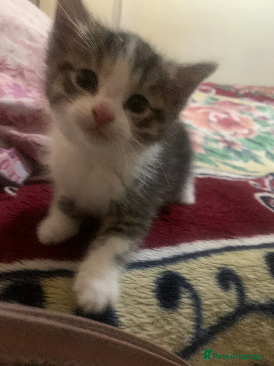 American Shorthair cats for sale: Cute American Shorthair Kittens 🐾 - Advert 9