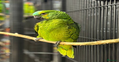 Parrots birds - Advert 4