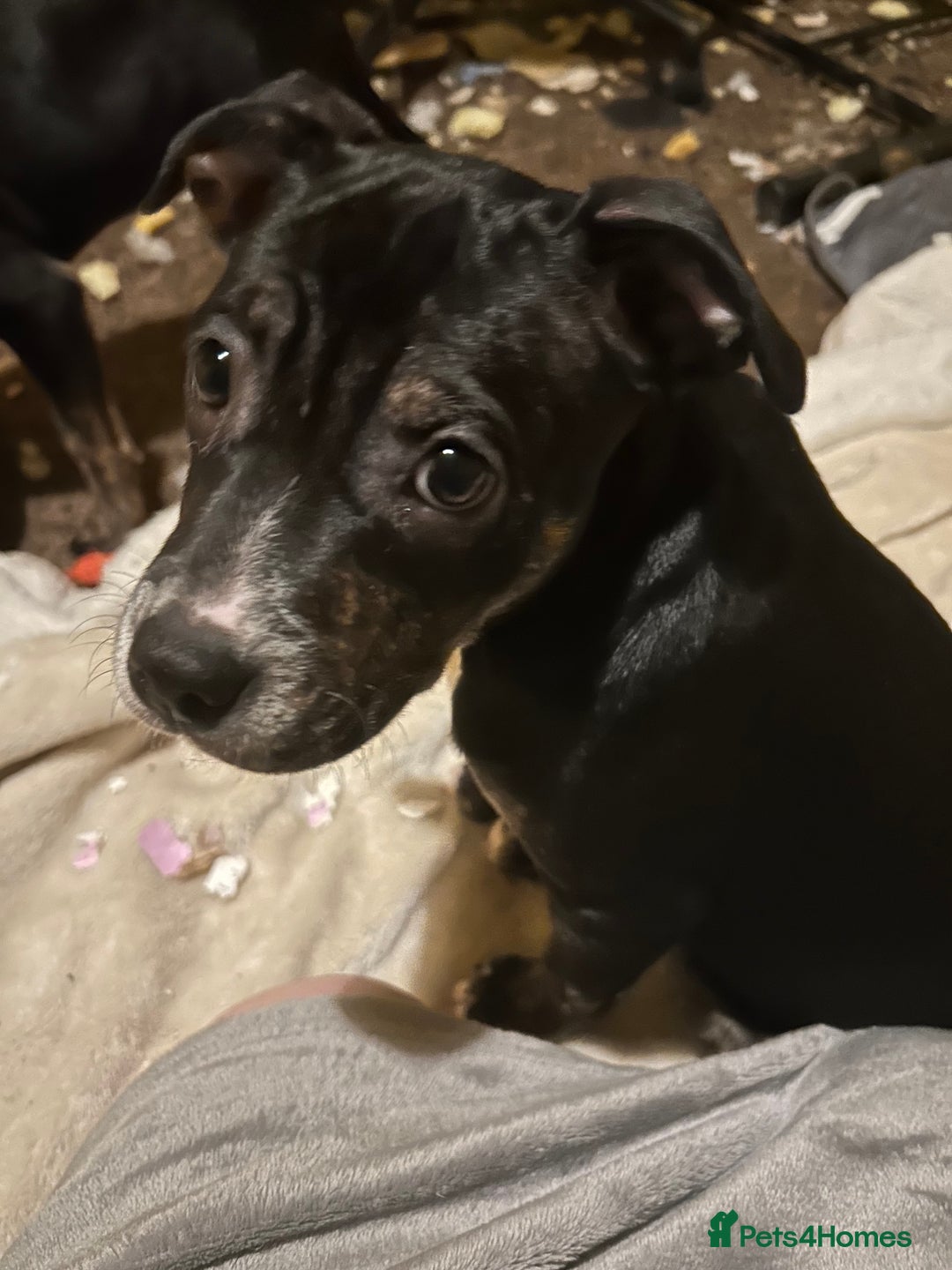 Mixed Breed dogs for sale: Beautiful little girl for rehoming  - Advert 1