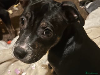 Mixed Breed dogs Beautiful little girl for rehoming - Advert 1