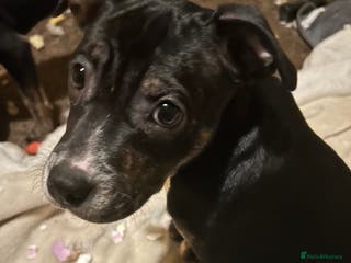 Mixed Breed dogs Beautiful little girl for rehoming - Advert 12