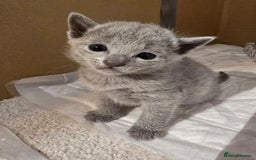 Russian Blue cats for sale: Pedigree Blue Russian kittens Gccf  - Image 17