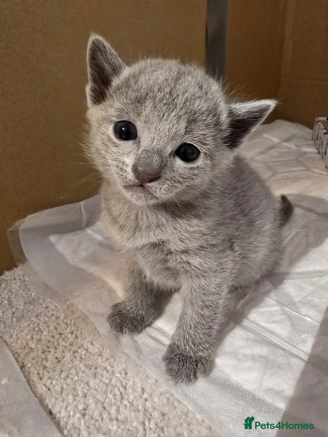 Russian Blue cats for sale: Pedigree Blue Russian kittens Gccf  - Image 17