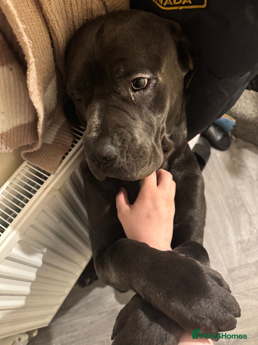 Cane Corso dogs for sale: Male cane corso  - Advert 6