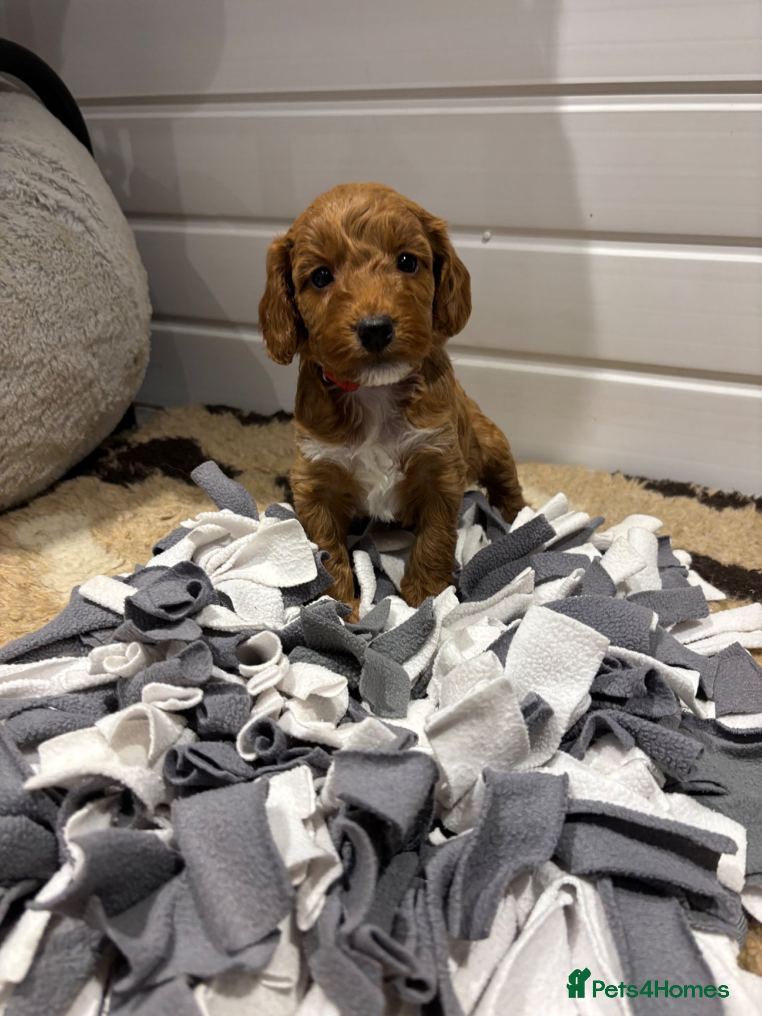 Cockapoo dogs *Hereditary clear Cockapoo Puppies 💜🐶* - Advert 15