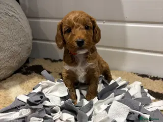 Cockapoo dogs *Hereditary clear Cockapoo Puppies 💜🐶* - Advert 15