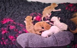Persian cats for sale: 2 X RED, WHITE MALE PURE PERSIAN KITTENS  - Image 7