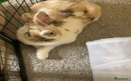 Mixed Breed rabbits for sale: Female adult rabbit: giant mix breed - Image 5