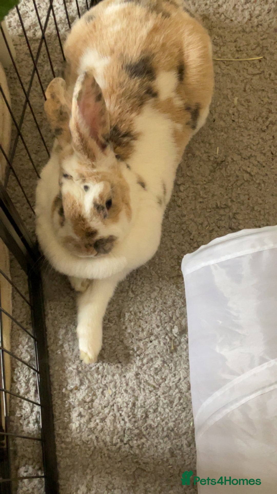 Mixed Breed rabbits for sale: Female adult rabbit: giant mix breed - Image 5