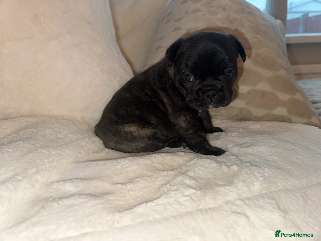 French Bulldog dogs for sale: 3 beautiful frenchie puppy’s - Advert 7