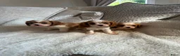 Cavalier King Charles Spaniel dogs for sale: Cavalier King Charles pups - Advert 6