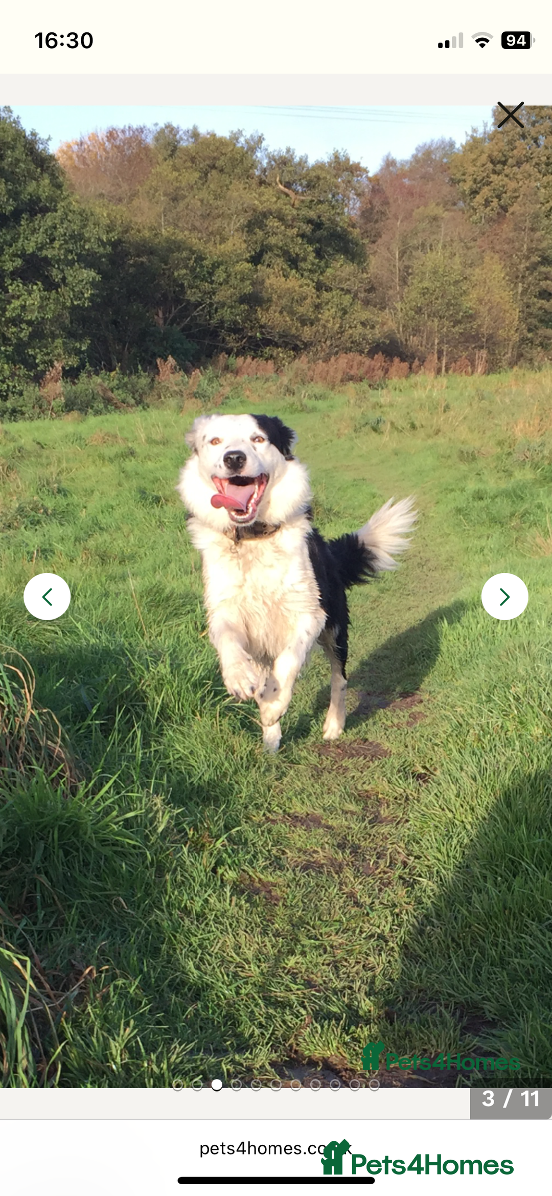 Mixed Breed dogs for sale: Border Collie / Polish Hunting Dog mix puppies - Advert 8