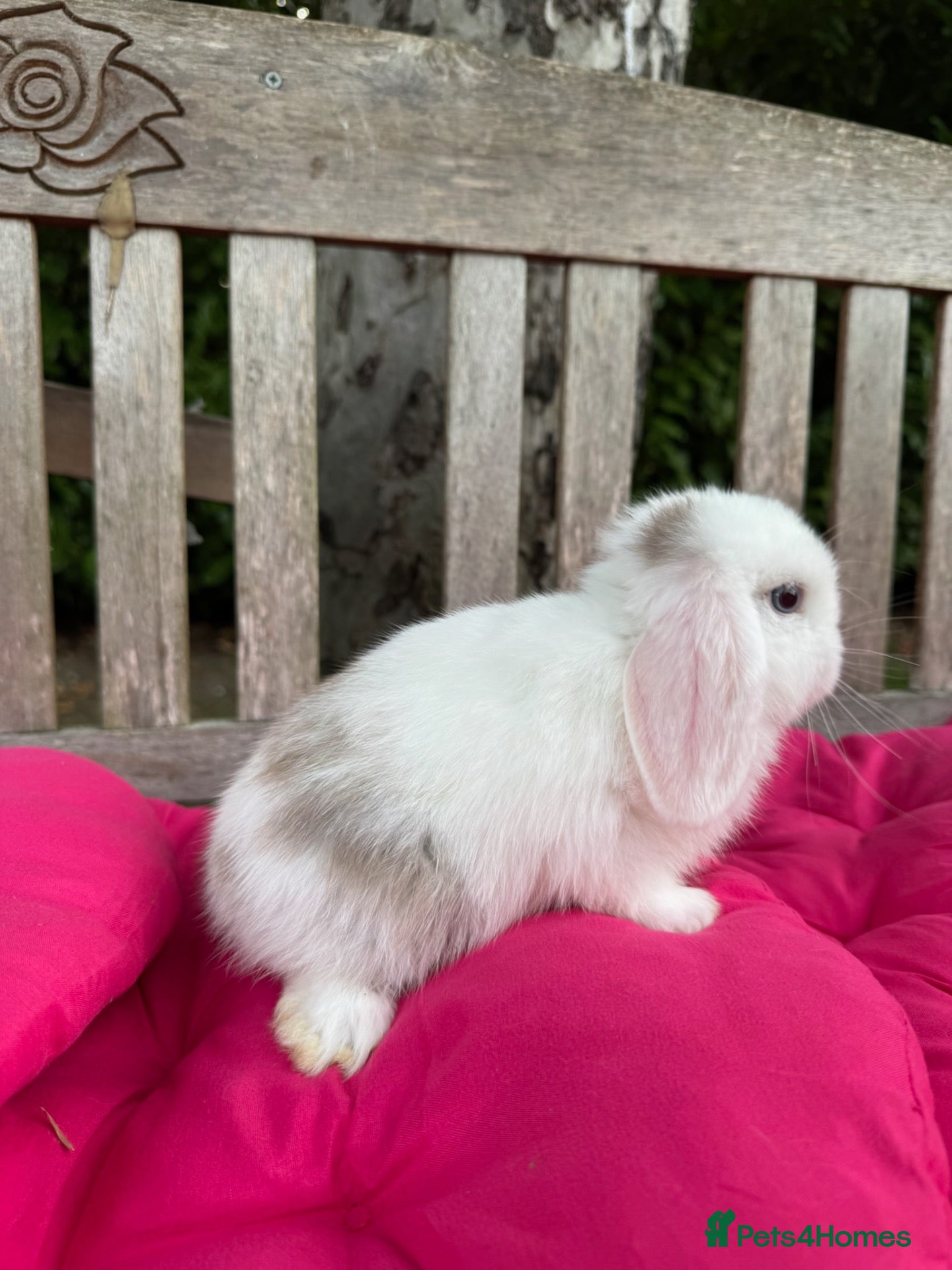 Mini Lop rabbits 100% Pure Bred Family Raised Friendly Mini Lops - Advert 2