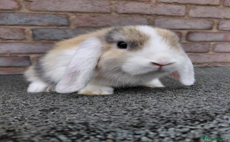 Mini Lop rabbits - Advert 10