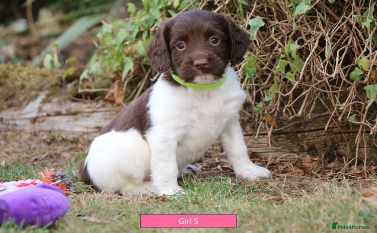English Springer Spaniel dogs - Advert 2