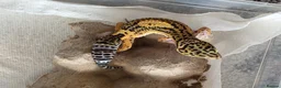 Gecko reptiles for sale: Lepord gekos black night x tangerine babys in Tiverton - Advert 12