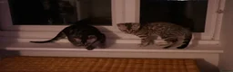 Bengal cats for sale: 2 boy Bengal kittens for sale  - Advert 3
