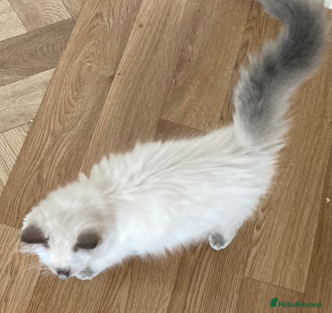 Ragdoll cats for sale: Blue Point Ragdoll Kitten female - Image 4